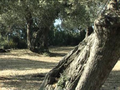 OLIVO TRONCO (1)  CAMPO APEROS